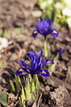 Spring Iris reticulata, Early spring blue flowers with bee, Irises blooming in the garden. Backgroundの写真素材