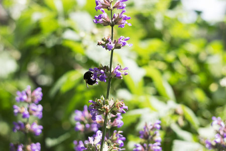 Flowering of Salvia officinalis with a bumblebee, a medicinal plant with purple flowersの写真素材
