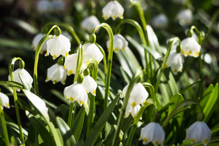Leucojum Vernum - early spring snowflake flowers in the forest. Blurred background, spring conceptの写真素材