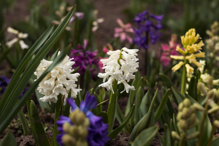 Blooming white hyacinth near yellow, blue and pink flowers in the spring garden. floral multicolored backgroundの写真素材