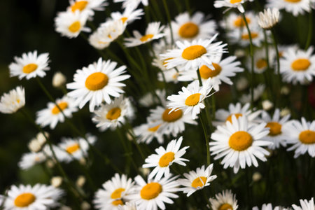 Many flowering large daisies grow in the garden in summer. Beautiful summer backgroundの写真素材