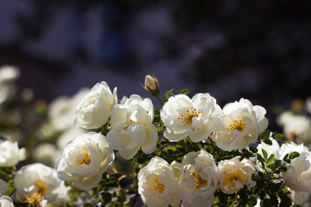 Many white roses, background. White and delicate flowers bloom profusely on the bushesの写真素材