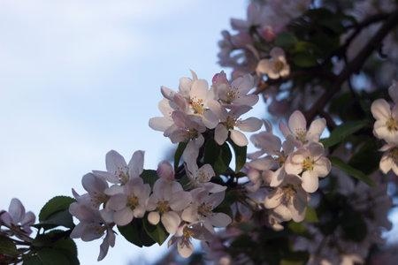 Apple blossom, the flowering of a fruit tree in spring. Blurred backgroundの写真素材