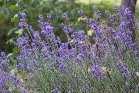 A bush of purple lavender grows and blooms in the garden. Floral backgroundの写真素材