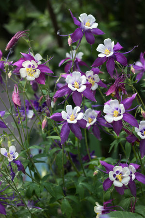 Flowering Purple flowers with a white center, Columbine (Aquilegia vulgaris, Orlyk) in spring. Garden plantsの写真素材