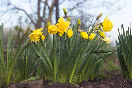 Double yellow daffodils grow and bloom in the garden in spring, backgroundの写真素材