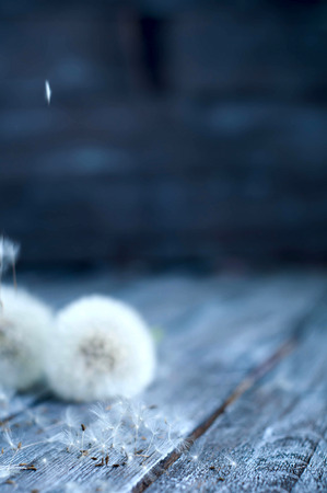 close up of Dandelion with abstract color and shallow focusの写真素材