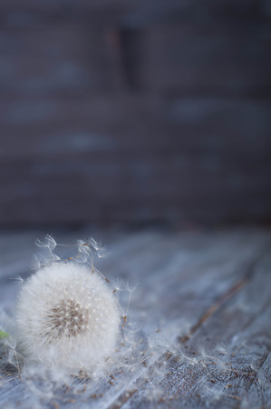 close up of Dandelion with abstract color and shallow focusの写真素材