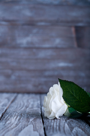 Three White Roses on the Wooden Tableの写真素材