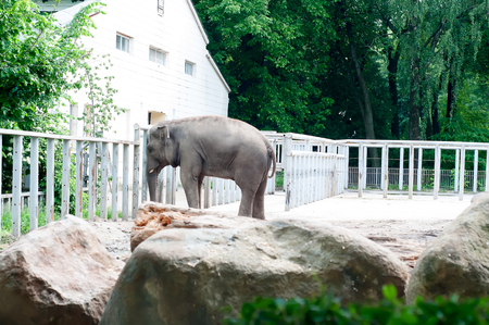 Indian elephant inside the enclosure of the zoo.の写真素材