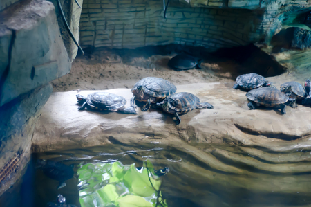 Little turtle having sunbathes under the light of lampsの写真素材