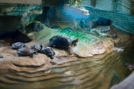 Little turtle having sunbathes under the light of lampsの写真素材