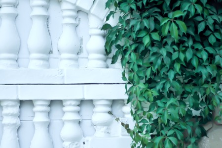 The Green Creeper Plant on the Wallの写真素材