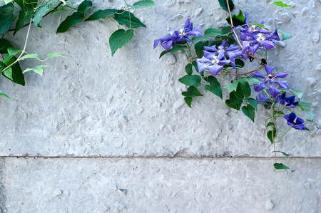 The Green Creeper Plant on the Wallの写真素材