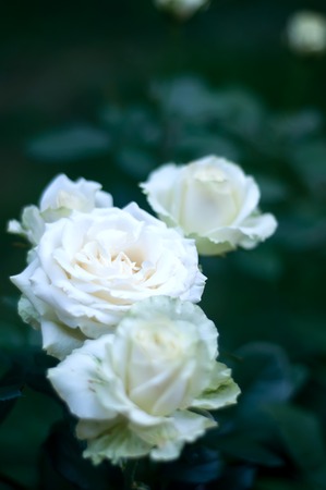 white rose on a background of a green bushの写真素材
