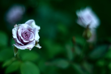 Violet, mauve roses flower bush with buds, green leaves,の写真素材