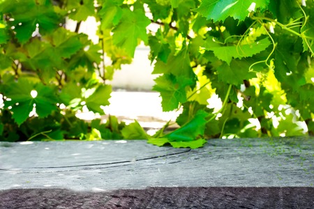 Wooden table with vineyard with leaves of grapesの写真素材
