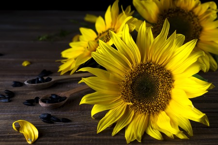 yellow sunflowers with seedsの写真素材