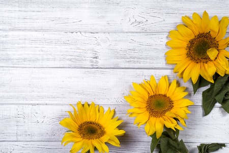 frame with sunflowersの写真素材