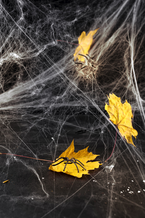 Cobweb or spiders web against a black background,の写真素材