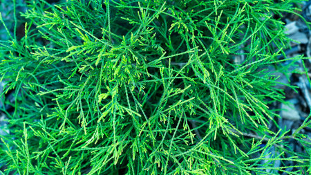Photos natural background branch green spruceの写真素材