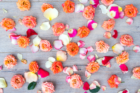 Roses and petals background. Roses and petals scattered on wooden gray background, overhead viewの写真素材