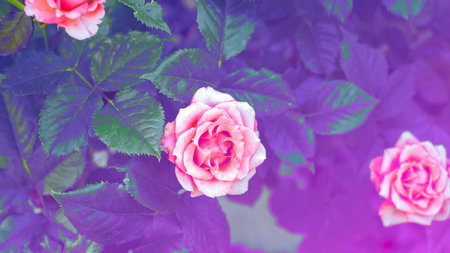 Flower of a rose in unusual blue-and- violet neon palette in garden. Panton color 2018