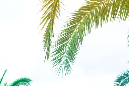 Palm leaves with sunlight for design, Holiday Travel Design Toned Vintage Pastel Effect Copy Spaceの写真素材