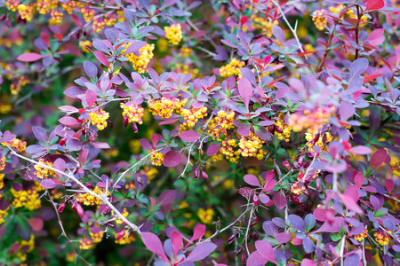 Branch of a blossoming spring Berberis ottawensis Superbaの写真素材