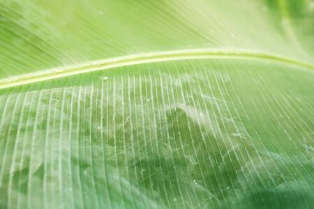 Green banana leaf background abstractの写真素材