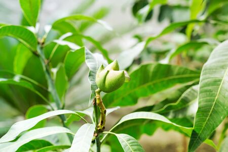 Mango fruits (genus Mangifera) hanging on tree branchの写真素材