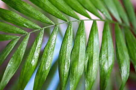 Closeup of green leaves of palm tree. Tropical backgroundの写真素材