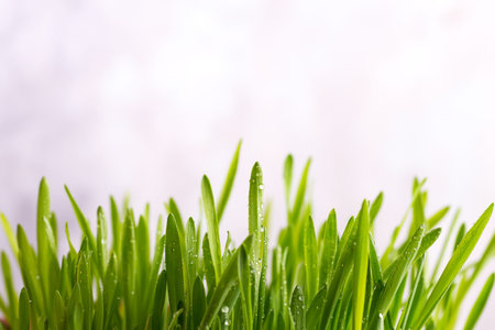 Fresh Green Grass with Drops Dew isolated on white with copy space, Easter concept