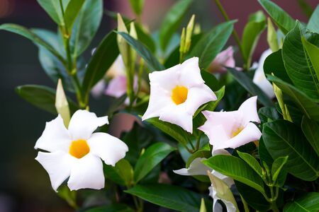 White frangipani tropical flower, night blooming Jasmine on tree.の写真素材