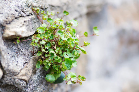 Wall made of stone covered with Green plant makes its way through the stones