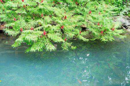 Fresh young green foliage of sumach tree above the water surface of light turquoise color with reflection.の写真素材