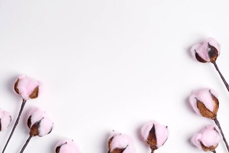 Greeting border frame from tender pink cotton flowers on a whiteの写真素材