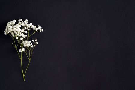 Greeting card with fresh tender Gypsophila flowers on a black background, copy cpace. Congratulation corner border.の写真素材