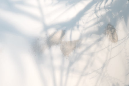 Congratulation plant backdrop with soft shadows from tropical exotic palm plant on a light grey...