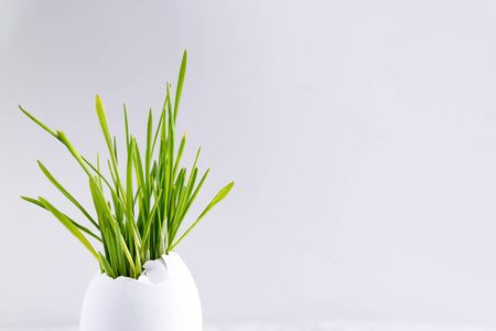 Holiday Easter card with green grass in eggshell on a ceramic cup on a table against light grey background.の写真素材