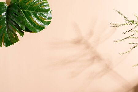 Tropical leaves and shadows on the paper background. Summer concept frame. Copy spaceの写真素材