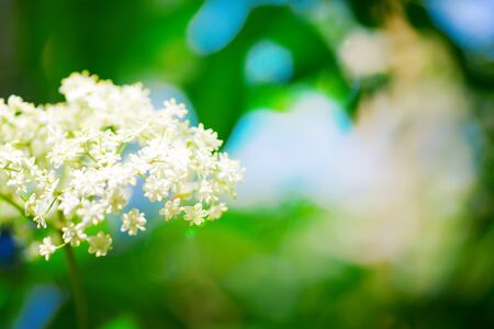 Blooming fresh natural branch of elderflower bush growing on a blurred background of green and blue colors in a summer sunny day.の写真素材