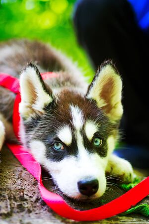 Siberian little Husky breed dog lying on green grass in the forest on a leashの写真素材