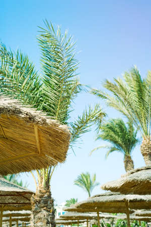 Sun-protection straw umbrellas and palms.の写真素材