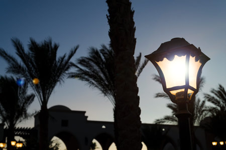 Lighted street lamp with palm trees at night.