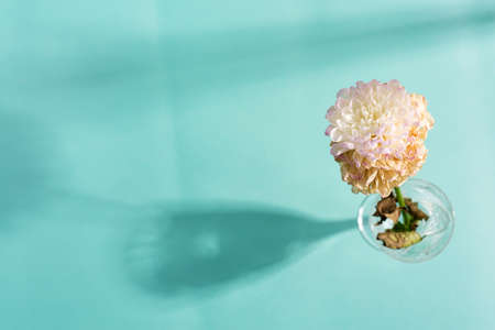 Card with withered dry flower in a glass with shadow.の写真素材