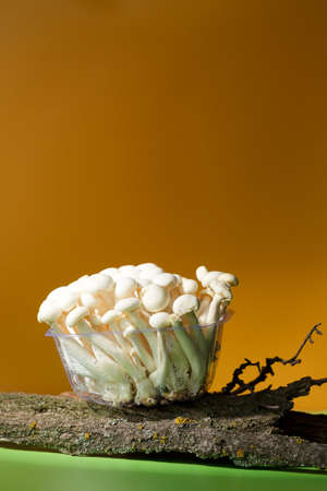 Edible white shimeji mushrooms on woodenの写真素材