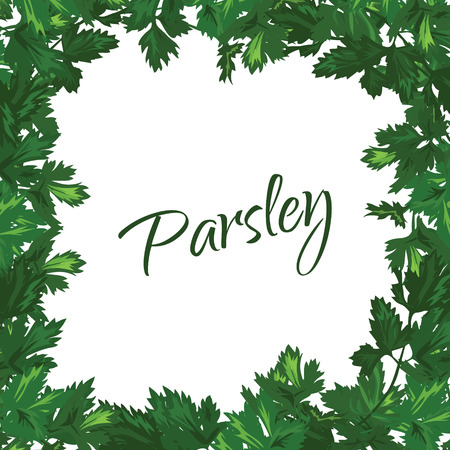 Parsley on a white background. Vector green frame of greeneryのイラスト素材