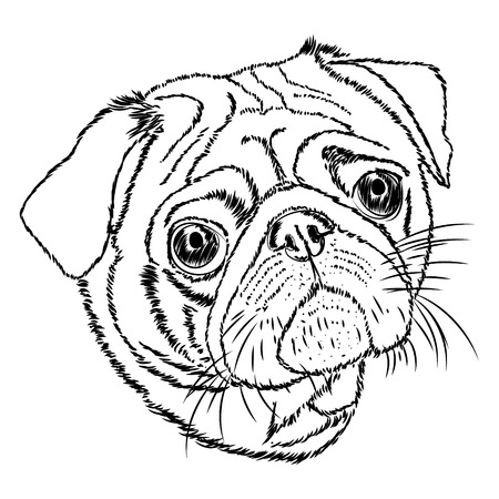pug vector linear illustration on a white background.のイラスト素材