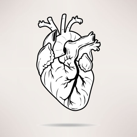 Icon Body heart icon. On the white background. Vector illustrationのイラスト素材